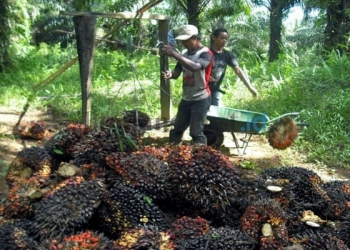 Harga Naik, Sawit Rawan Pencurian 
