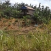 BERKEBUN: Warga RT 014 Desa Kaliorang terancam tidak dapat lagi berkebun. Pasalnya, perusahaan PT Indexim melarang melintasi jalan pertambangan.(DEDHY/SANGATTA POST)