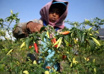 Tekan Harga, Tanam Cabai di 40 Hektare Lahan