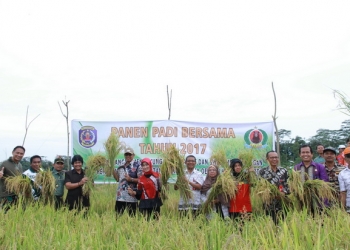 Panen Padi Bersama, Basri Rase Apresiasi Kelompok Tani ‘Sabar Menanti’