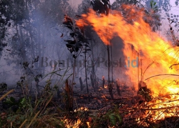 Tak Mau Kebarakan 900 Hektare Terulang, Api Batu Bara Bikin Khwatir