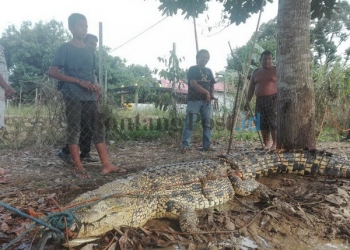 Buaya Diduga Dipotong-Potong Warga