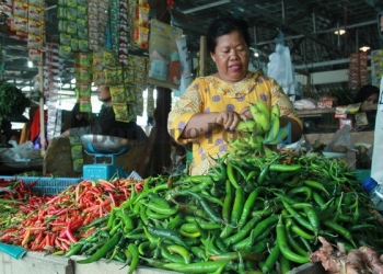 Bawang Putih Merangkak Naik