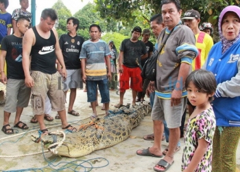 Warga Pancing Buaya 5 Meter, Mancing Mania Versi Ekstrim 