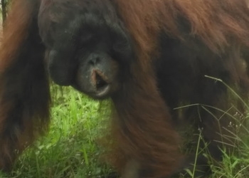 Bibir Orang Utan Ditemukan Sobek Di Lokasi Tambang, Diduga Tersayat Kulit Tebu, Minta Dikarantina