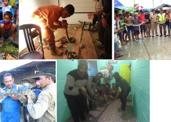 WASPADA!!! Pakan Minim, Ular ‘Serbu’ Permukiman 