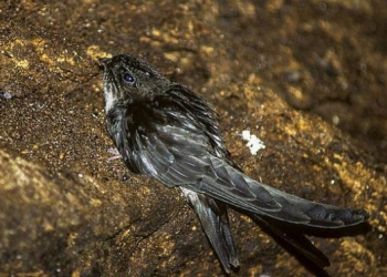 WADUH!!! Sarang Walet 1,6 Ton ‘Dipanen’ Berau, Padahal Wilayah Masuk Kutim 