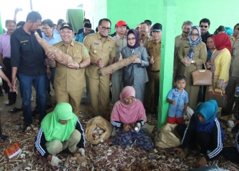 Semua Kecamatan Budidayakan Singkong