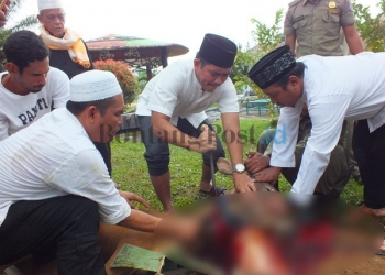 Wali Kota Kurban 12 Sapi, Bakal Dibagikan ke Warga Berpenghasilan Rendah 