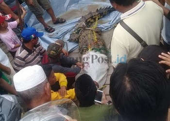 WASPADA!!! Sungai Kecil Pun Jadi Habitat Buaya 