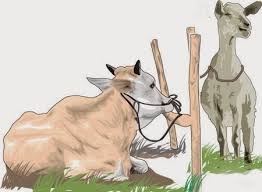 Kurban Jokowi untuk Kaltim