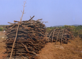 WADUH!!! Hutan Mangrove Dibabat untuk Sawit