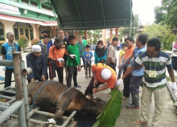 Yabis Potong 23 Hewan Kurban