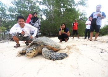 Laut Sandaran Kotor, Habitat Penyu Kian Terkikis 