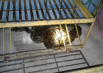 HOROR!!! Piton 5 Meter, Ditemukan di Halaman Rumah 