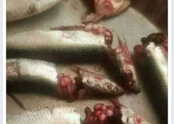 Awas Hoax!! Bahaya Tumor di Perut Ikan