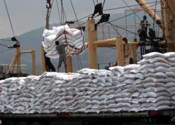 Beras Impor Lebih Dilirik, Petani Padi Hijrah ke Perkebunan