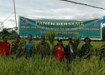 Koramil 0908-01 Loktuan Panen Raya Bersama Masyarakat