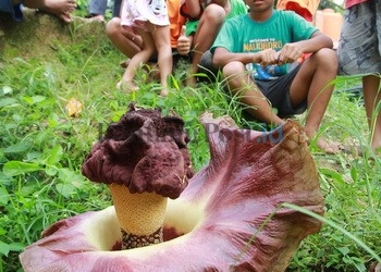 Tanaman Mirip Bunga Bangkai Bikin Heboh 