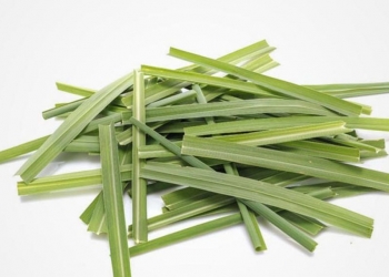 Ini 5 Bahan Alami Pengusir Nyamuk