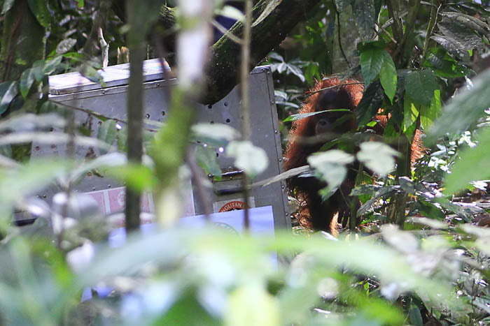 MAKIN BERKURANG: Lana, orangutan yang menjalani proses translokasi di Hutan Lindung Sungai Lesan, Kelay, beberapa waktu lalu. (prokal.co)
