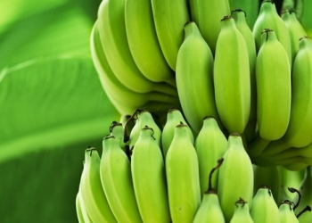 Ini Manfaat Mengejutkan dari Makan Pisang Mentah