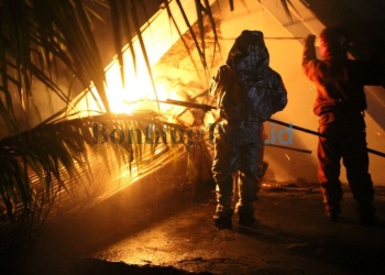 Sarang Tawon Jumbo Dibasmi