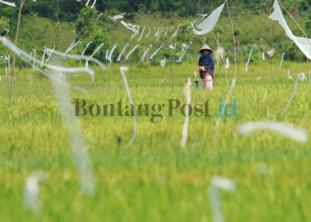 Ini Kisah Para Petani Padi di Tengah Industri