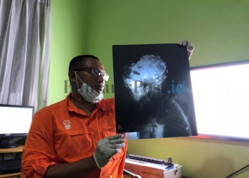 Kematian Orang Utan Jadi Perhatian Dunia 