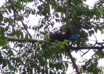 COP Temukan Dua Sarang Dekat TKP