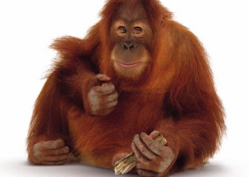 Khusus Orangutan, Disediakan Hutan Wehea