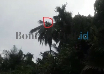 Balai TNK Lakukan Pemantauan, Orangutan akan Direlokasi 