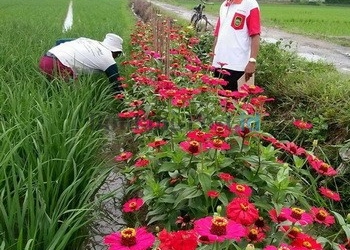 Bikin Taman Bunga di Tepi Sawah, Sekaligus Usir Hama 