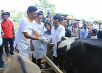 102 Sapi Ditarget Bunting