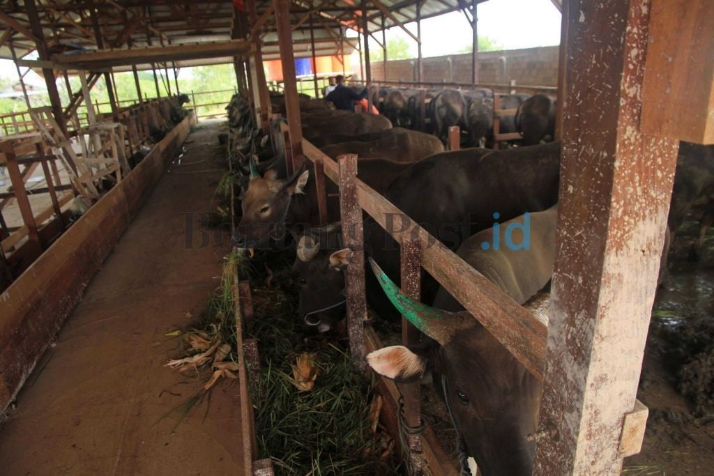 BERI PERLINDUNGAN: Tahun ini, 300 sapi betina di Bontang ditarget ikut asuransi ternak. (DOK/BONTANG POST)