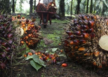 Diduga Melanggar Adat, PT SAWA Terancam Denda Rp 10 M 