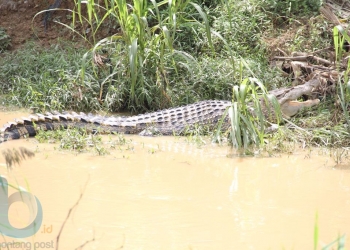 Gawat, Buaya Sering Berjemur di Belakang Rumah