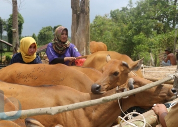 DKP3 Lakukan Program Inseminasi Buatan