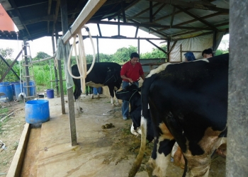 Kutim Fokus Tambah Populasi Sapi 