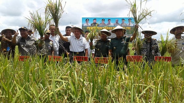 PANEN RAYA: Gubernur Kaltim Awang Faroek Ishak saat terjun langsung pada panen raya padi di Kabupaten PPU belum lama ini.(HUMASPROV KALTIM)