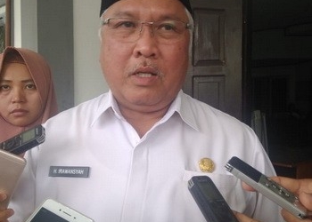 Sukses Budidaya Singkong Gajah, Beralih ke Jagung 