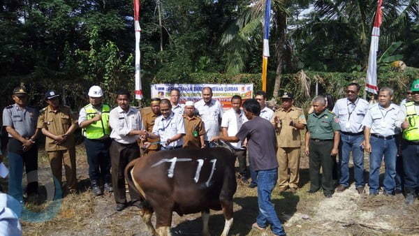 SIMBOLIS: Kepala Teknik Tambang PT IMM Era Tjahya Saputra menyerahkan bantuan secara simbolis berupa seekor sapi kepada salah satu perwakilan penerima manfaat.(Rudy M / BontangPost)