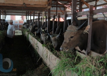 Antisipasi Adanya Cacing Hati Sapi, DKP3 Cek Daging Kurban