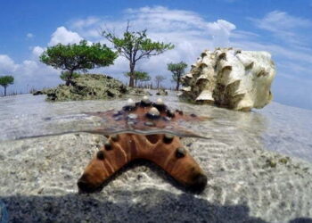 Neni Tergiur Kerja Sama Pihak Ketiga