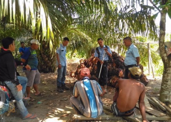 Di Muara Wahau, Harga TBS Stabil