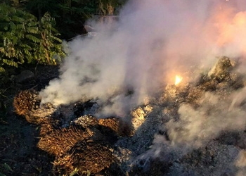 Harga Sawit Terjun Bebas, Warga Nekat Bakar TBS 