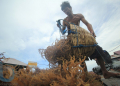 Mengumpulkan rumput laut (FOTO: FAHMI FAJRI/BONTANG POST)