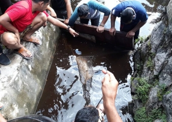 Heboh Kemunculan Buaya