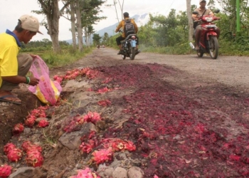 Harga Buah Naga Terus Merosot, Sekilo Diobral Rp 1.500
