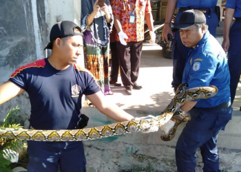 Teror Warga Loktuan dan Bontang Kuala, Tiga Ular Piton Diamankan dalam Sehari
